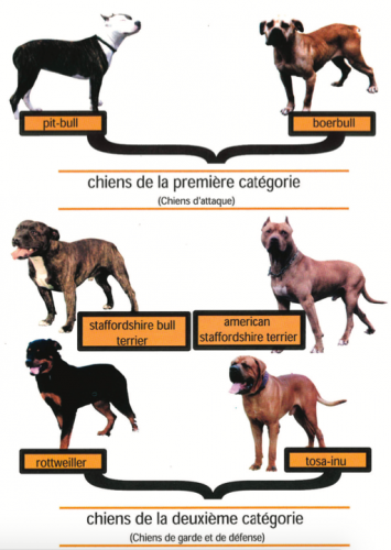 Chiens de première et deuxième catégorie