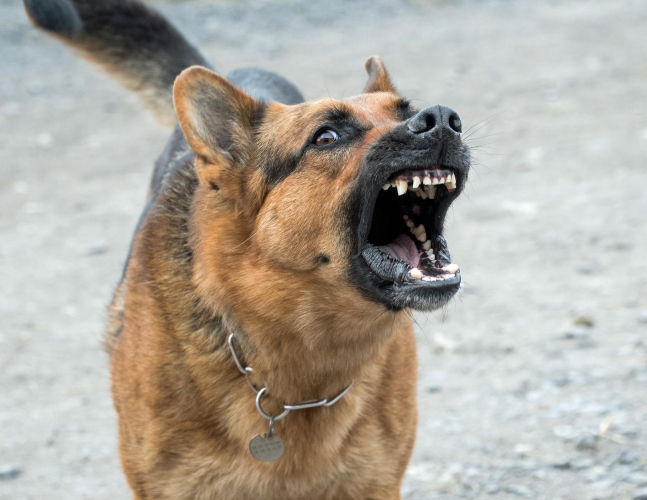 Chien dangereux 