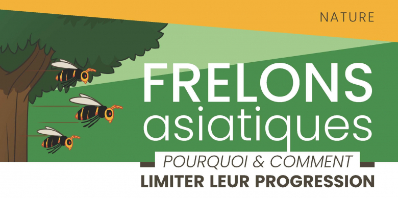 Frelons Asiatiques