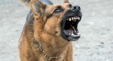 Chien dangereux 